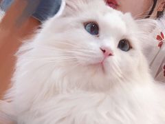 -瞄一喵猫咖(格力海岸店)