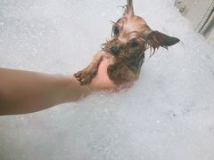 -PETKIT 小佩宠物·低压洗护·美容·寄养(安远店)