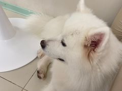 -怪兽屋·羊驼·猫咖·狗咖(俊华广场店)