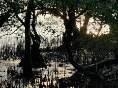 -宝安西湾红树林湿地公园