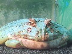 -上海大自然野生昆虫馆