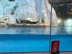 -帝企鹅自助餐厅•儿童岛•真企鹅(长隆企鹅酒店)