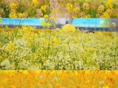 -中国天府农业博览园