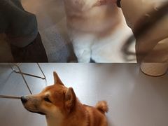 -喜柴咖啡·柴犬狗咖