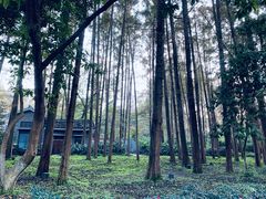 -西湖文化广场