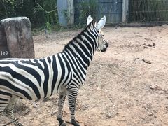 -清迈夜间动物园