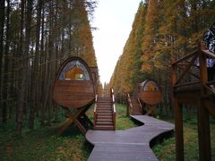 -黄海国家森林公园