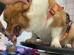 -瑞派康怡24h宠物医院·犬猫医疗中心·微创绝育(瑞景分院)
