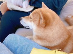 -怪兽屋·羊驼·猫咖·狗咖(俊华广场店)