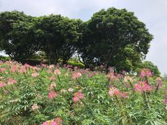 -松山湖梦幻百花洲