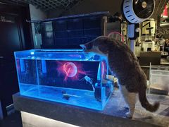 -浣熊柯尔鸭土拨鼠·电玩咖