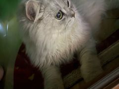 -半天妖烤鱼(芜湖市镜湖万达店)