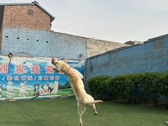 -宠物寄养训练学校