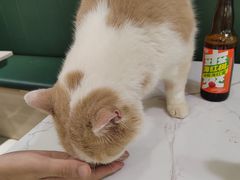 -安格丽娜·狗咖·猫咖羊驼咖(春熙路百盛商场店)