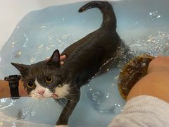 -momokira米努特·德文卷毛猫·棉花面纱犬