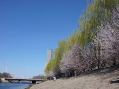 -桃花堤公园