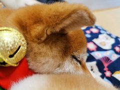 -柴迷FANS CLUB·柴犬狗咖·猫咖