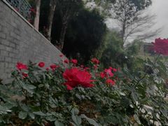 -清湖文化公园