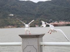 -海埂大坝