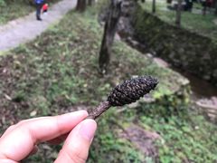 -黎坪国家森林公园