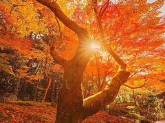 -醍醐寺