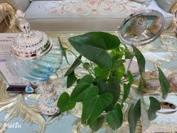 -悦色嘉丽科技美肤健康管理