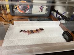 -酷以爬仙阁实体爬宠店·守宫·蜥蜴·专业繁育