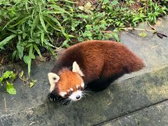 -昆明动物园