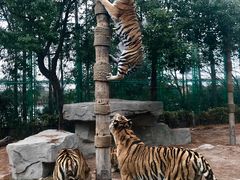 -上海野生动物园