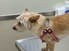 -爱妮康宠物医院·干细胞免疫细胞·肿瘤·心脏(张江店)