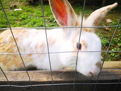 -田园东方蜜桃村的田野营地