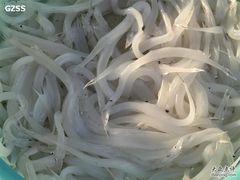 -大湾区中央湿地公园-十九涌