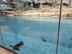 -帝企鹅自助餐厅•儿童岛•真企鹅(长隆企鹅酒店)