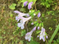 -汉中石门栈道景区