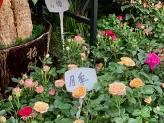 -溪岸路花鸟市场