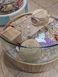 -卡通尼·Safari非洲探索乐园·生日会(金桥国际商业广场店)