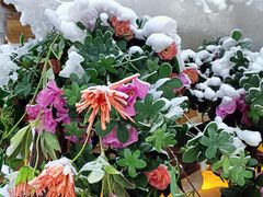 -世界之窗阿尔卑斯冰雪世界