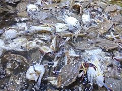 -聚盛源蒸汽海鲜火锅烤肉自助(巨川金海岸购物广场店)