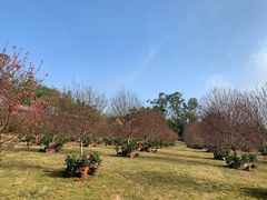-深圳东部华侨城茵特拉根酒店