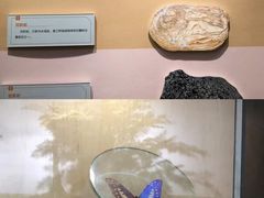 -陕西自然博物馆