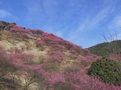 -新建村梅花