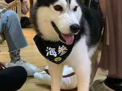 -Husky Go! 哈士奇体验馆·宠物咖啡厅狗咖