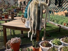 -羊亭河湿地公园