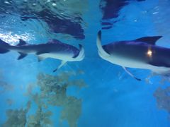 -乌鲁木齐海洋馆