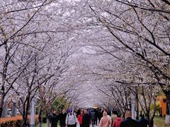 -高东镇樱花园