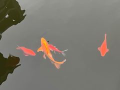 -鄱阳湖国家湿地公园