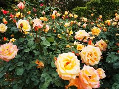 -人民公园(罗湖区)