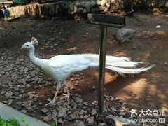 -燕塞湖鸟语林景区