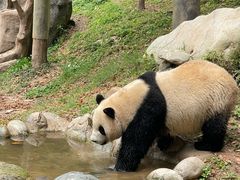 -都江堰中华大熊猫苑
