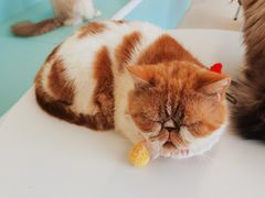 -怪兽屋·羊驼·猫咖·狗咖(俊华广场店)